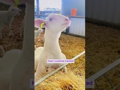 Professional UHF RFID Ear Tags for Livestock Tracking - Custom Animal Ear Tags Manufacturer